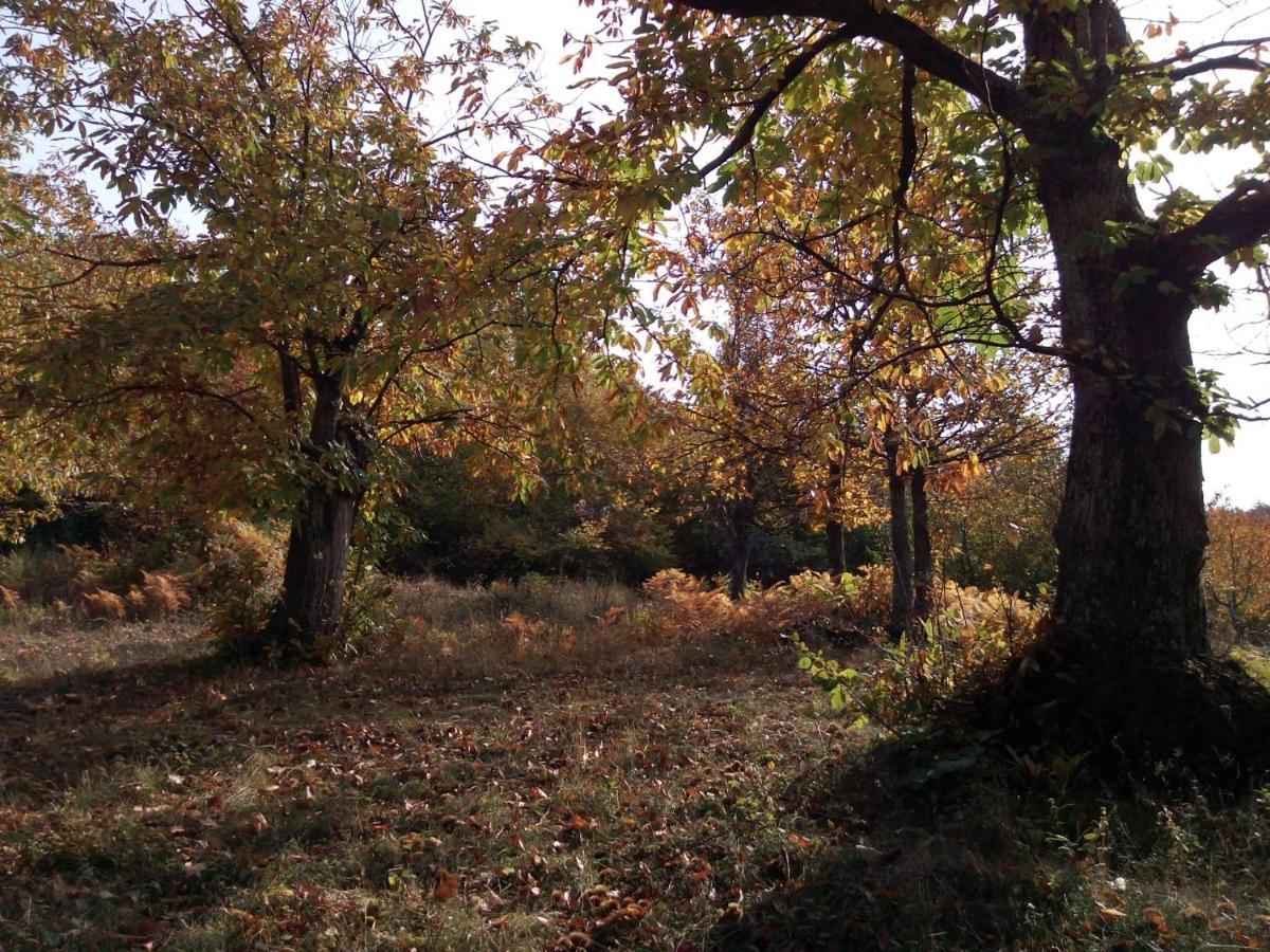 Casa Nel Bosco, Appennino Tosco Emiliano Lejlighed Camugnano Eksteriør billede